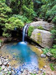 Buderim Forest Park