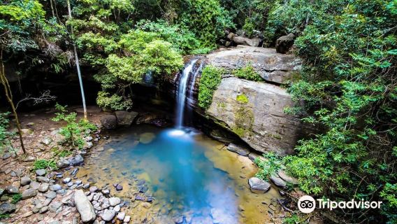 Buderim Forest Park