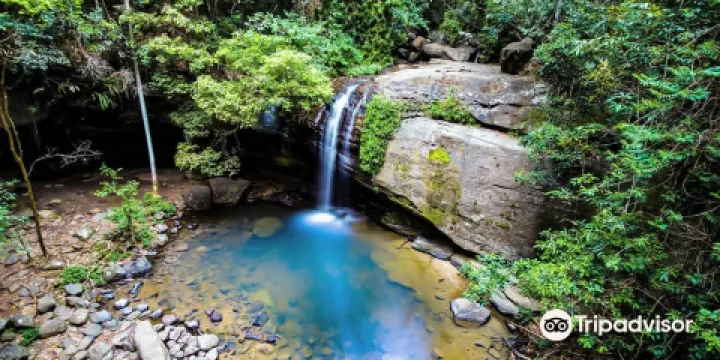 佈德林森林公園