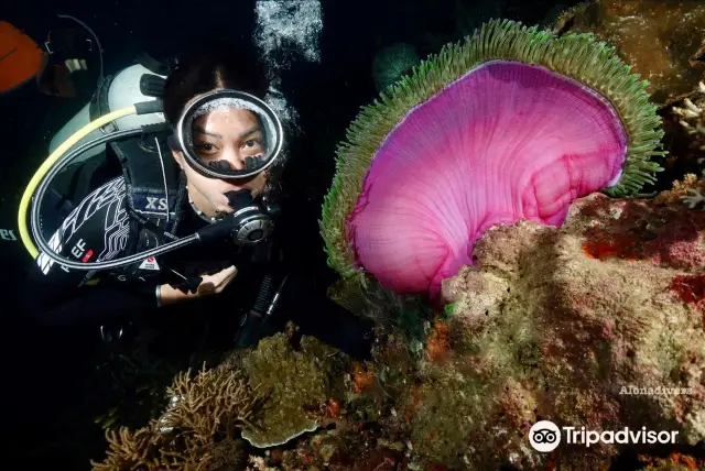 Diving in Philippines