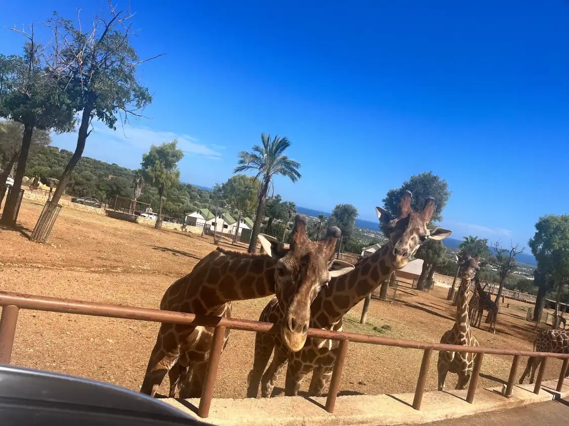 Hotel in zona Zoosafari