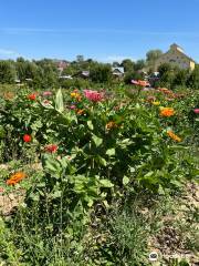 Vala's Pumpkin Patch