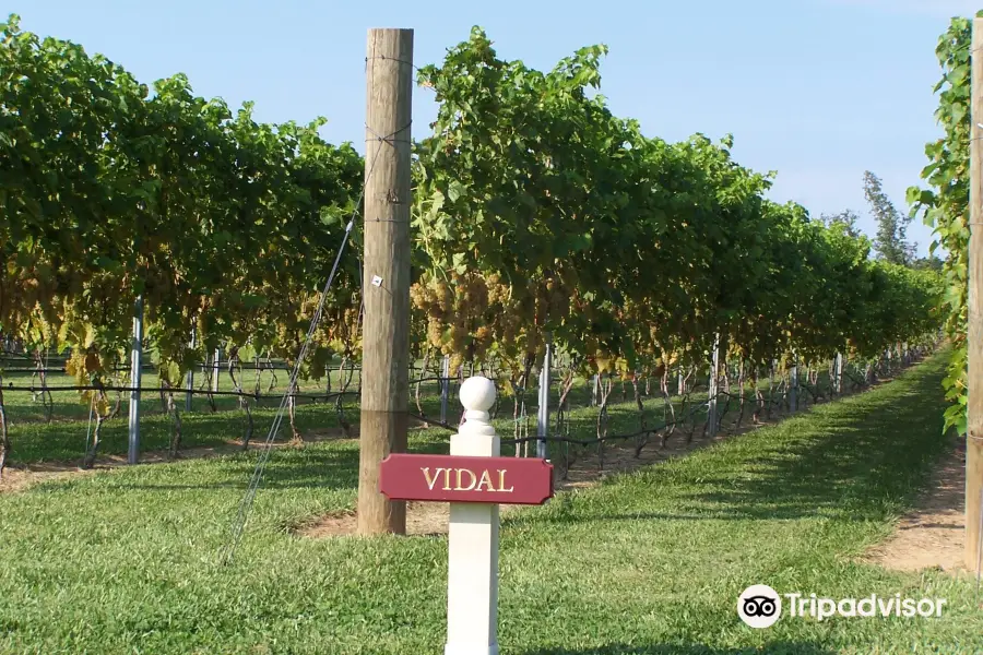 Vault Field Vineyards