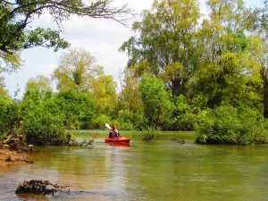 Sorya Kayaking Adventures & Cafe