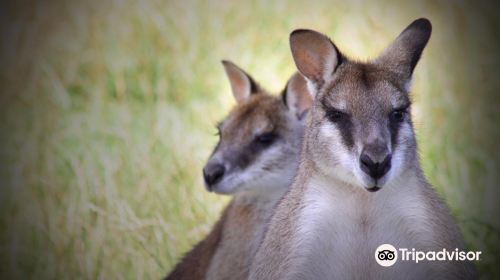 Mansfield Zoo