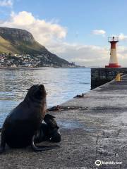 Kalk bay harbor