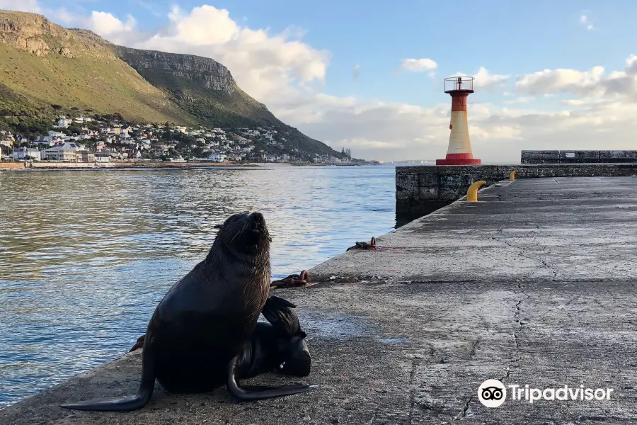 Kalk bay harbor