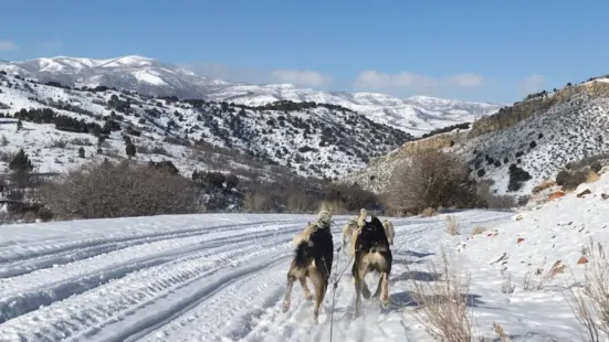 Bear Ridge Adventures (Dog Sledding)