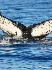 Whale Watch Vallarta