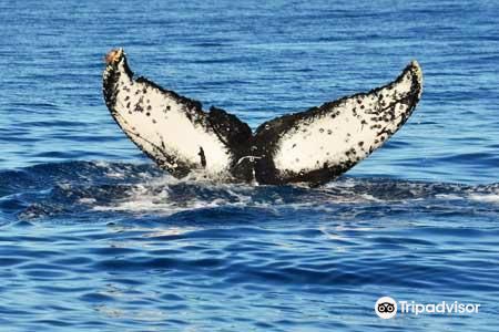 Whale Watch Vallarta