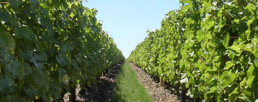 Domaine Paris, Père et Fils