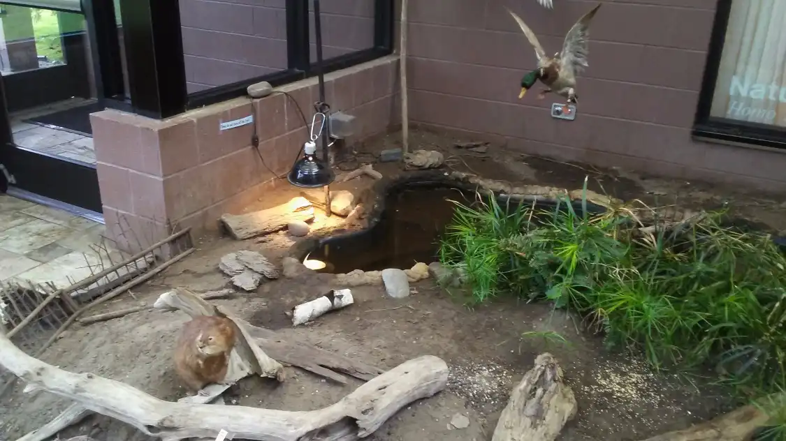Hotels near Sterling Heights Nature Center