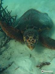 Bundaberg Aqua Scuba