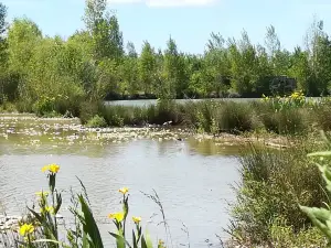The Bird Area