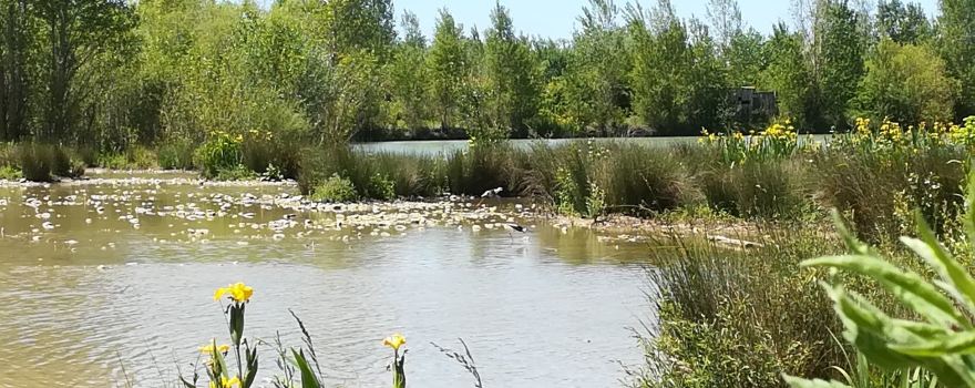 The Bird Area