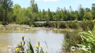 The Bird Area