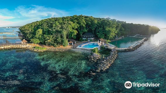 Dolphin Cove Ocho Rios