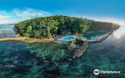 Dolphin Cove Ocho Rios