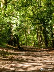 Maes-y-Pant / Marford Quarry