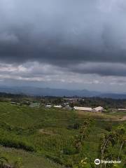 Malino Tea Plantation