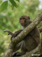 Wushan Macaque Natural Reserve