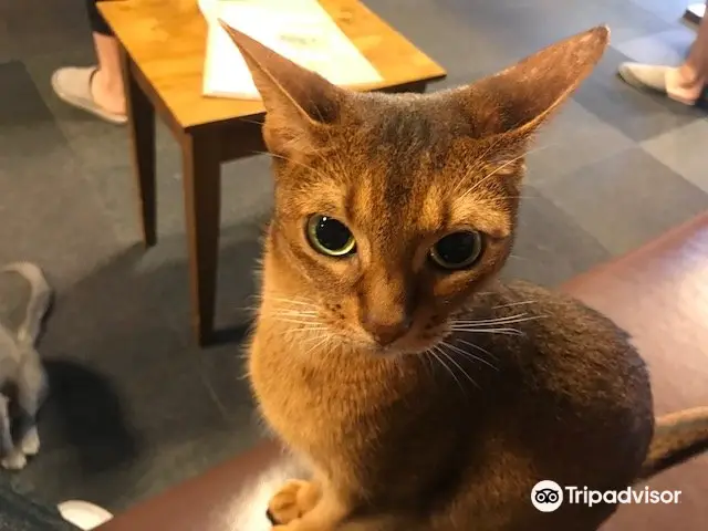 Cat Cafe Calico