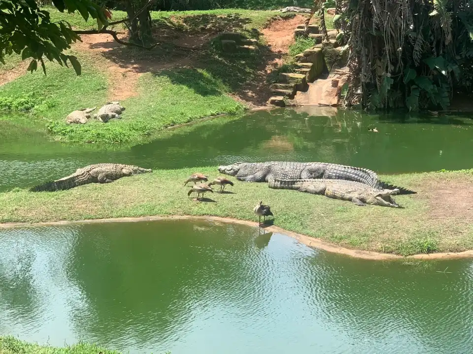 4_Crocworld