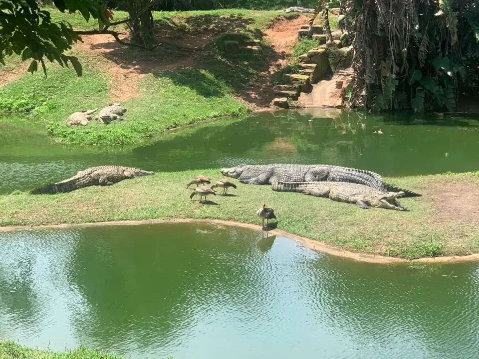 4_Crocworld