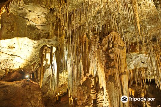 Tantanoola Caves Conservation Park