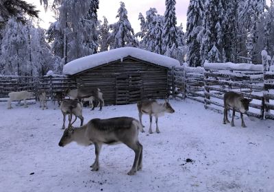 Palosaari Reindeer and Fishing Farm