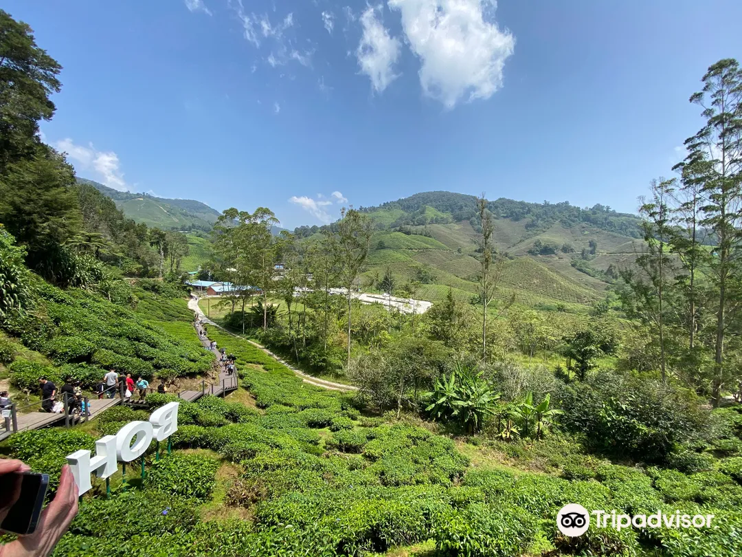 3_BOH Tea Centre (Sungei Palas Garden)