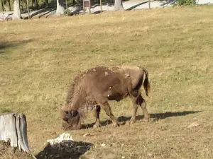 Wildpark Gersfeld (Rhön)