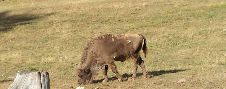 Wildpark Gersfeld
