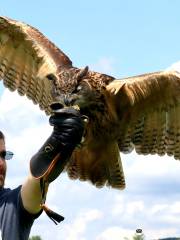 New England Falconry