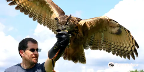 New England Falconry