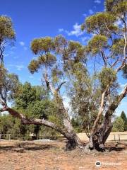 Jardín Botánico de las Tierras Interiores de Australia