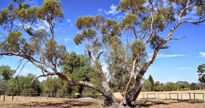 Australian Inland Botanic Gardens