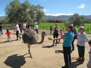 Granja de Avestruces