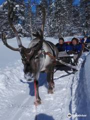 Saariselka Reindeer Farm