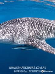 Ningaloo Whaleshark-N-Dive