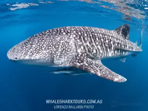 Ningaloo Whaleshark n Dive
