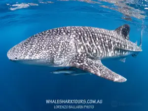 Ningaloo Whaleshark-N-Dive