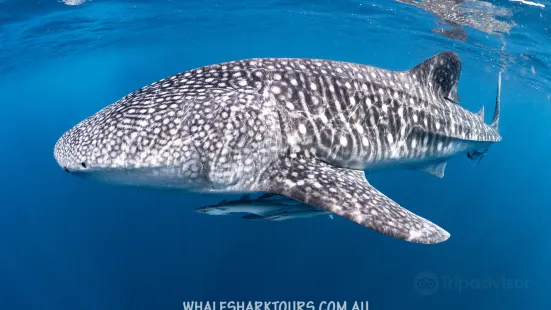 Ningaloo Whaleshark-N-Dive