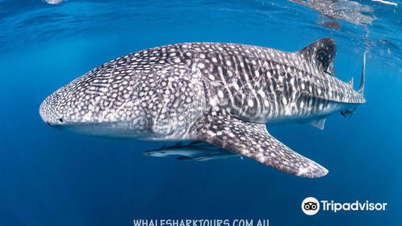 Ningaloo Whaleshark-N-Dive