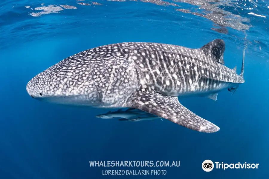 Ningaloo Whaleshark n Dive