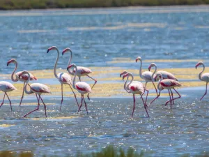 Salin d’Aigues-Mortes