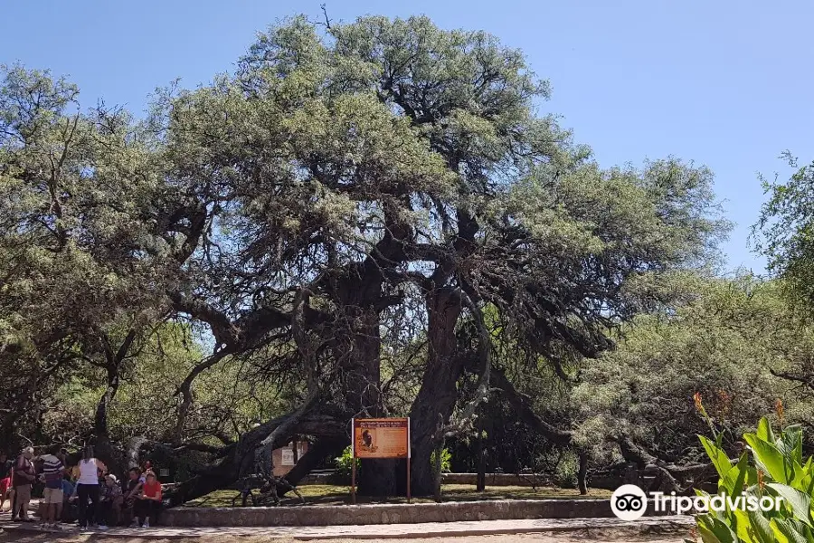 Algarrobo de los Aguero (Algarrobo Abuelo)