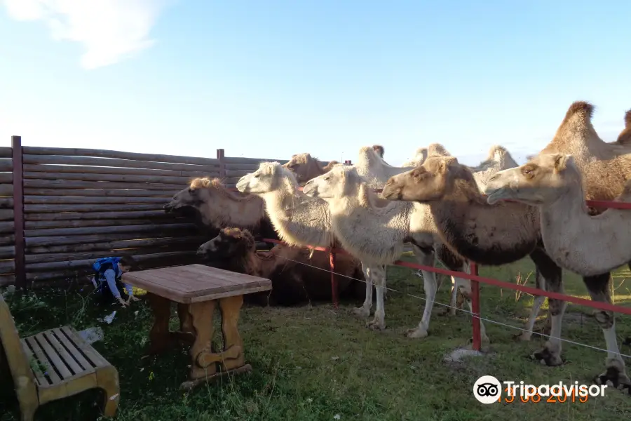 Camel Farm LAIDOYA