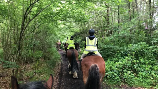 Blackstone Clydesdales & DIG-a-Day Experience