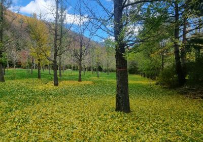 Hongcheon Ginkgo Forest